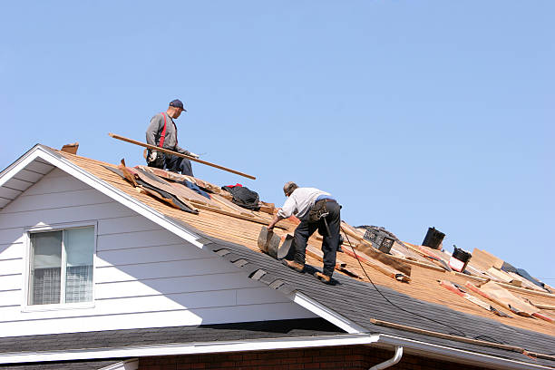 Best Roof Moss and Algae Removal  in Carrollton, AL